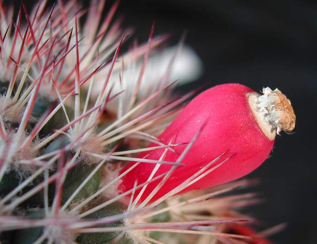 Mammillaria johnstonii (2).jpg